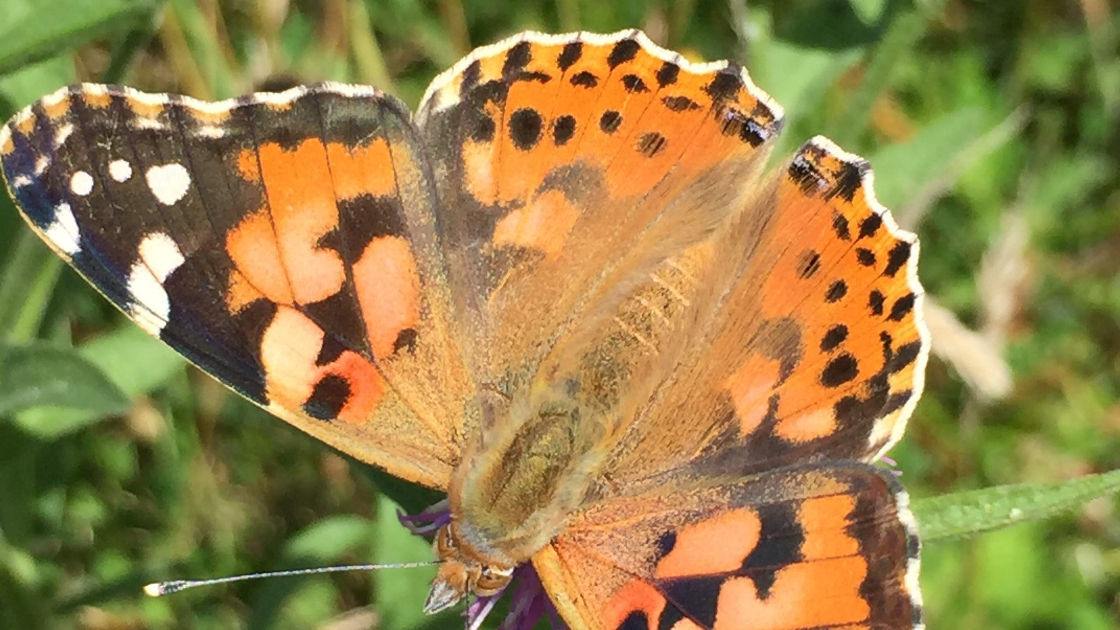 Climate Changemakers: The centre monitoring Ireland’s wildlife through citizen science schemes